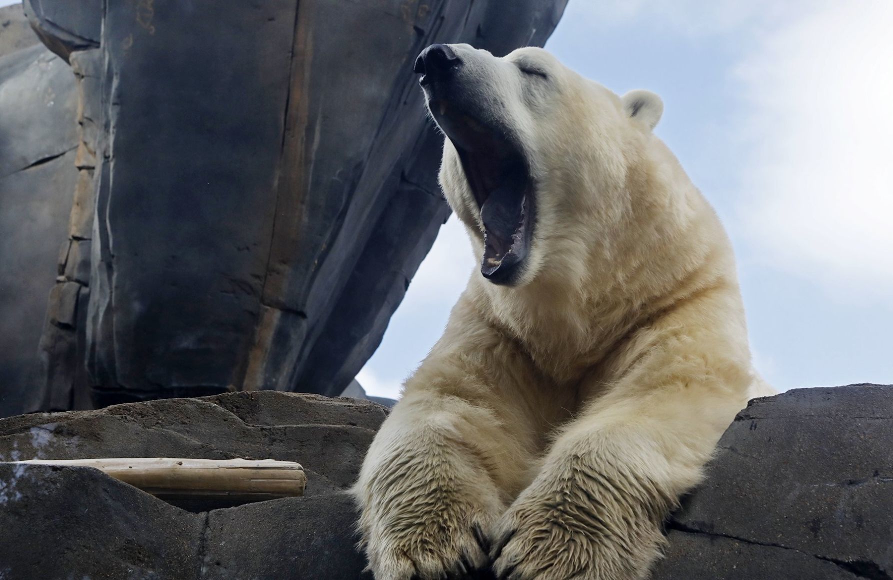 The Weather is Fine, Just ask Kali the Polar Bear